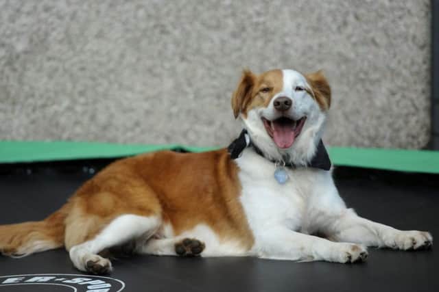 A particularly pleased-looking Paddy on the trampoline that aided his escape. Picture: Hemedia