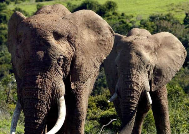 African elephant numbers have dropped to 10,000. Picture: EPA