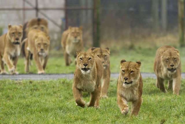Lions at Blair Drummond Safari Park. The boy was left behind while on a school trip. Picture: Robert Perry