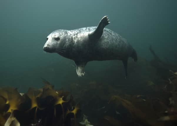 Research into deterring grey seals shouldnt be secret, say campaigners. Picture: Getty