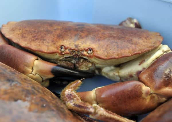 The measures aim to protect the future of crab and lobster catches off the west coast of Scotland. Picture: TSPL