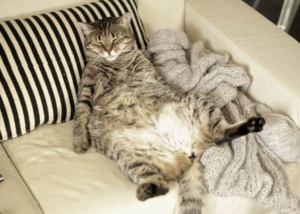 Many dogs and cats are overweight and the lack of nutritional information on pet treats is being at least partly blamed, with owners unaware of how fattening they are. Picture: Editorial