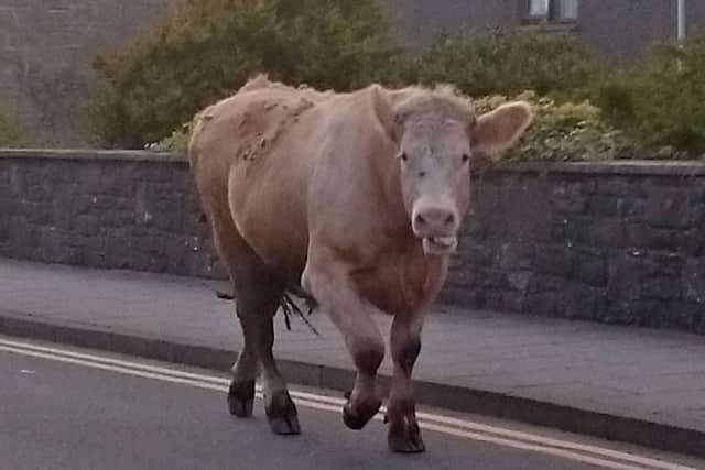 The beast hit a female pensioner in her 70s and a man in his 40s during the incident in Lerwick, Shetland. Picture: SWNS