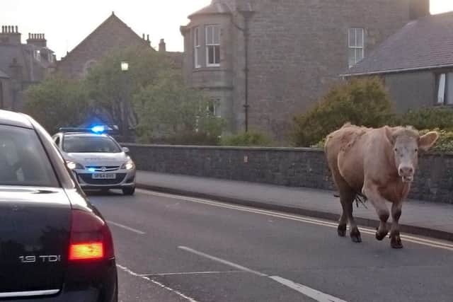 Police engaged in a road chase to catch a bull which knocked down two people and left them hospitalised. Picture: SWNS