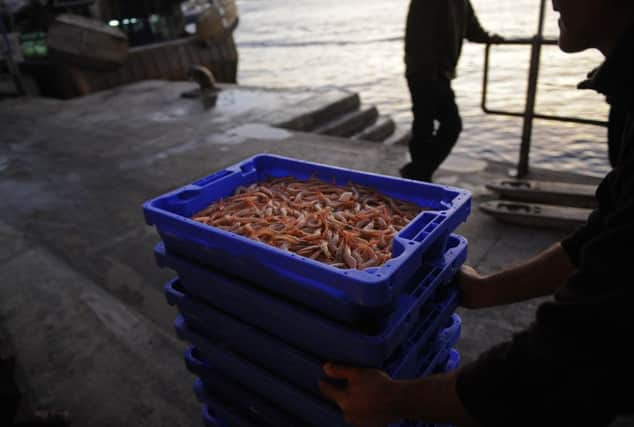 Prawns or langoustine are one of the mainstays of the Scottish fleet. Picture: Getty