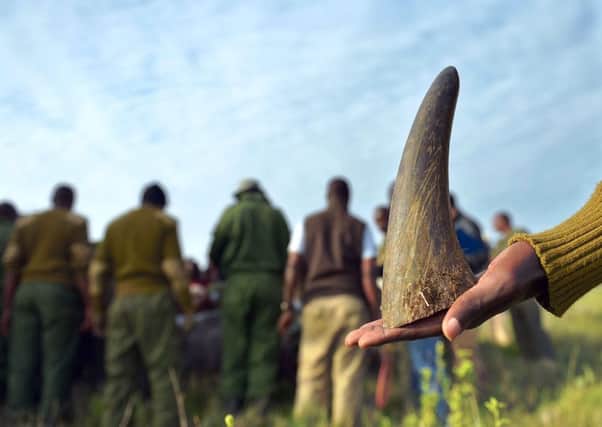 Learning to infiltrate poaching networks was one of Mr Youngs techniques in combating the problem. Picture: AFP