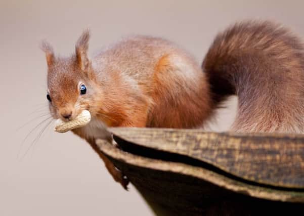 Good intentions are hampering the red squirrels battle against extinction. Photograph: Mode/REX
