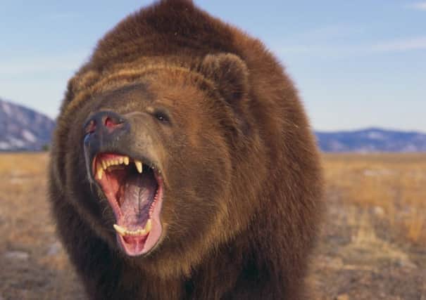 The bear was captured after gorging on butter laced with whisky, according to legend. Picture: Getty/Fuse