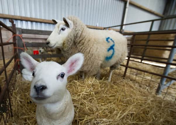Having sheep stolen can have a huge financial impact on farmers. Picture: John Devlin