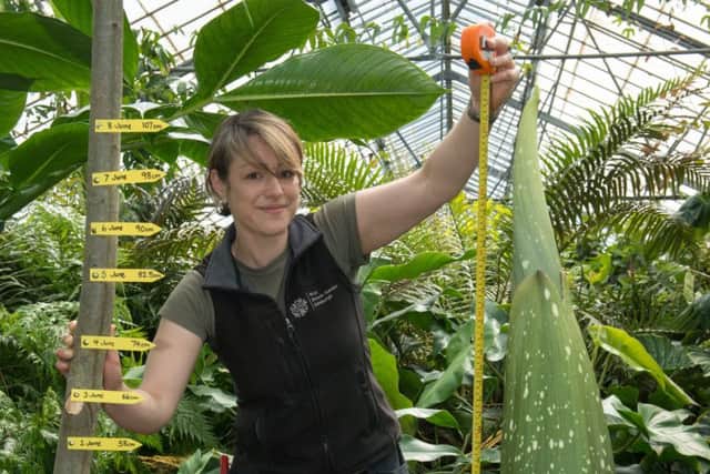Sadie Barber, a horticulturalist at the Botanics, keeps tabs on the plant's height. Picture: Andrew O'Brien