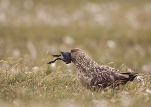 A great skua, or bonxie as they are known in Shetland, eats a puffin. Picture: Rex Features.