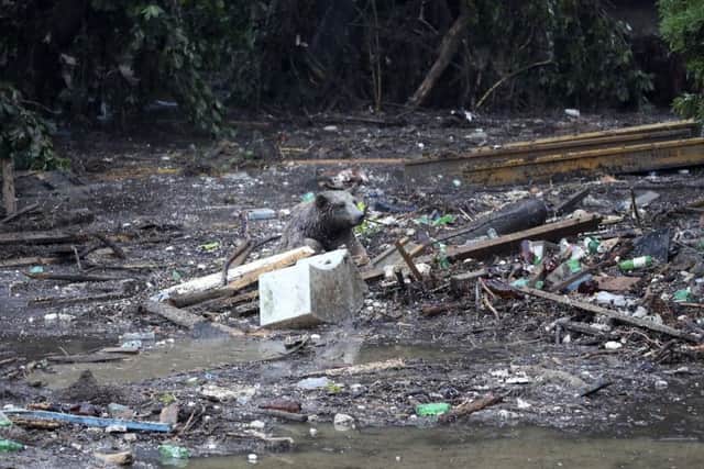 A bear in the destroyed zoo. Picture: AP