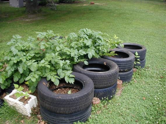 Old tyres can be turned into potato planters. Picture submitted