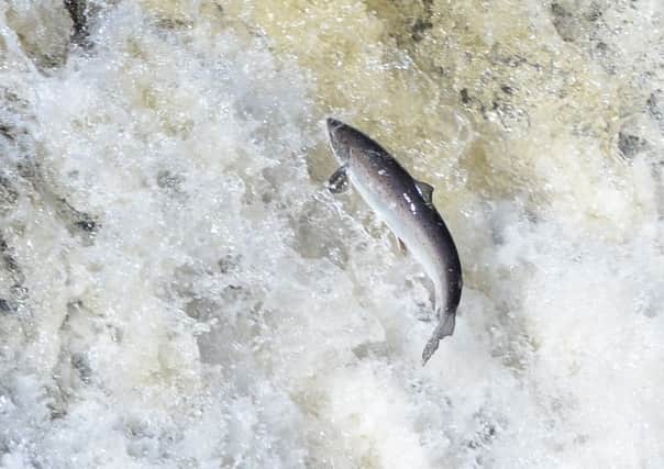There are fears that the escaped salmon will genetically dilute the wild salmon stocks on the Firth of Clyde. Picture: Contributed