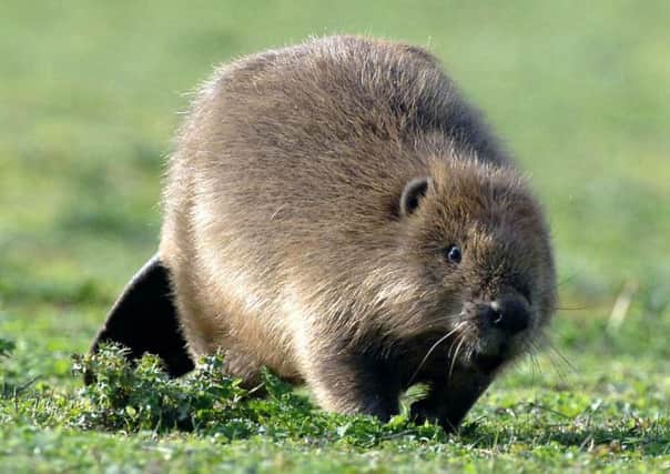 The Scottish Beaver Trial brought the beaver back to Scotland after a 400-year absence. Picture: PA