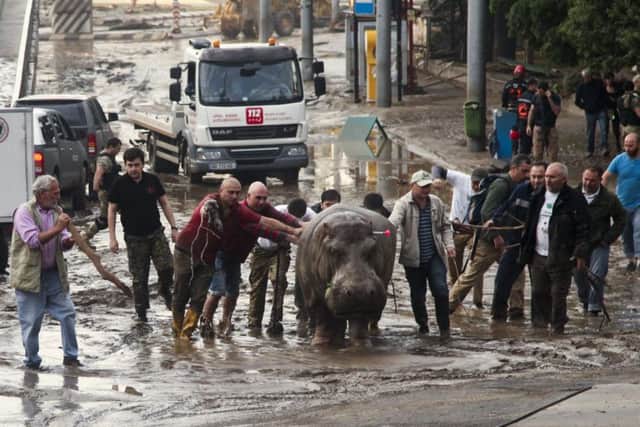 Begi the hippo is led up the street after being tranquilised. Picture: AP