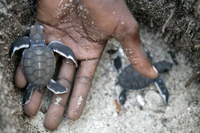 The vast majorority of baby turtles fail to reach adulthood so anything we can do to help them is vital. Picture: Getty