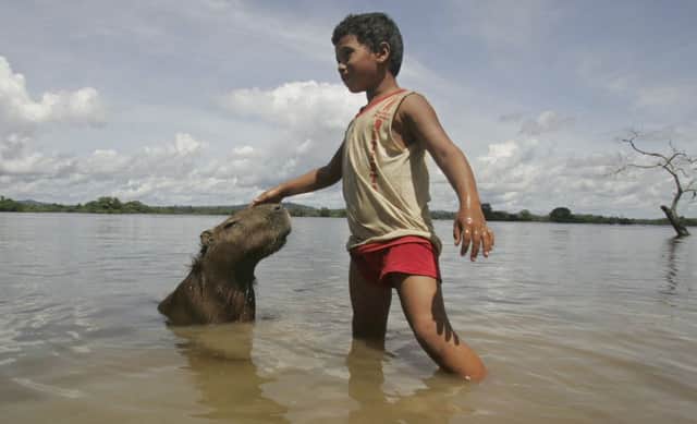 A boy plays with a capybara on the Xingu River. Picture: AP
