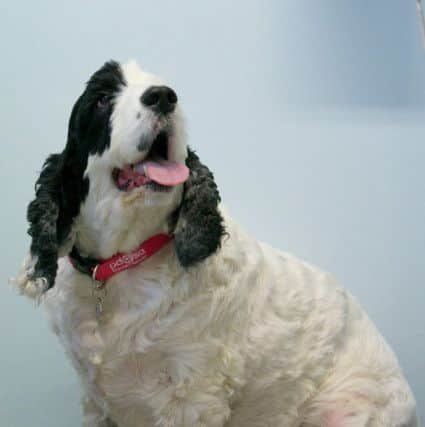 Harley the cocker spaniel is nearly 60 per cent bigger tjan he should be. Picture: PA