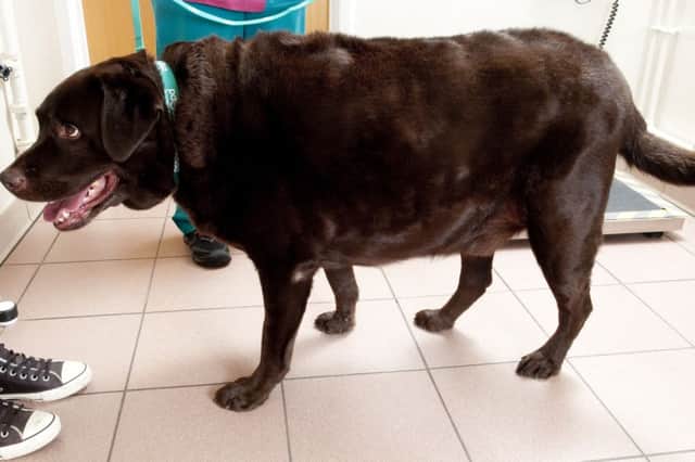 Bobby, a chocolate labrador, is one of three dogs battling to lose weight in a national pet slimming competition. Picture: PA