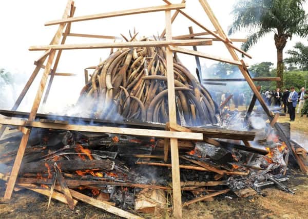 Tusks are burned in Gabon to deny criminals the ivory.