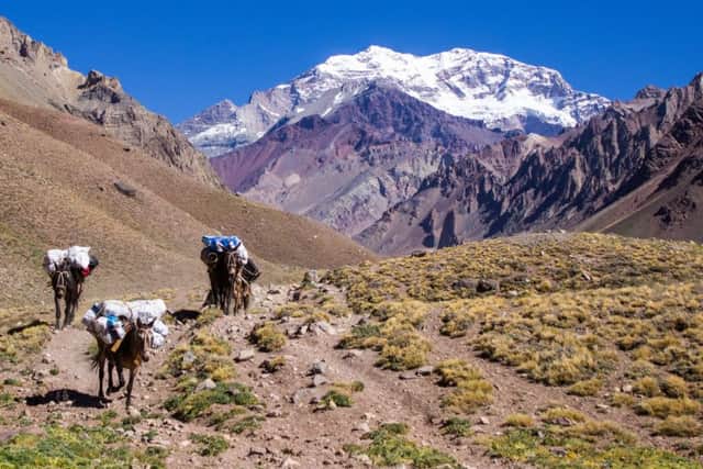 Mules in the Aconcagua Mountain Trail