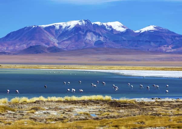 Atacama desert with wild flamingos