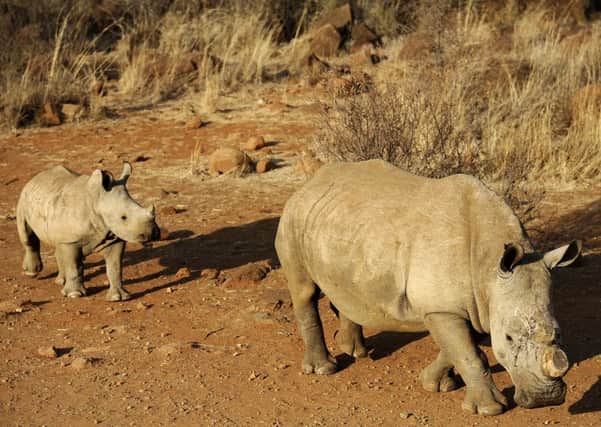 South Africa, home to 90 per cent of the worlds rhinos, has had a ban on horn trade since 2009. Picture: AFP/Getty Images