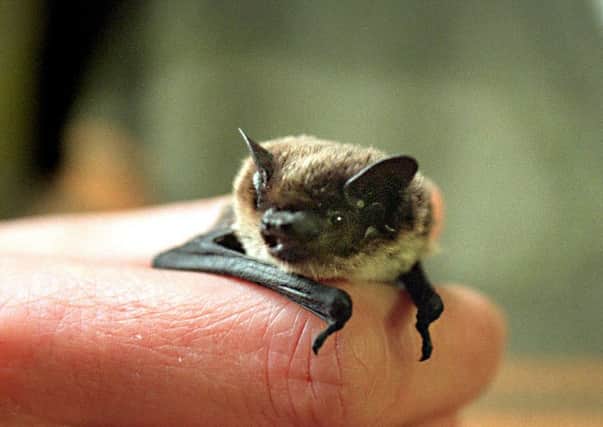 A pipistrelle bat. Picture: PA