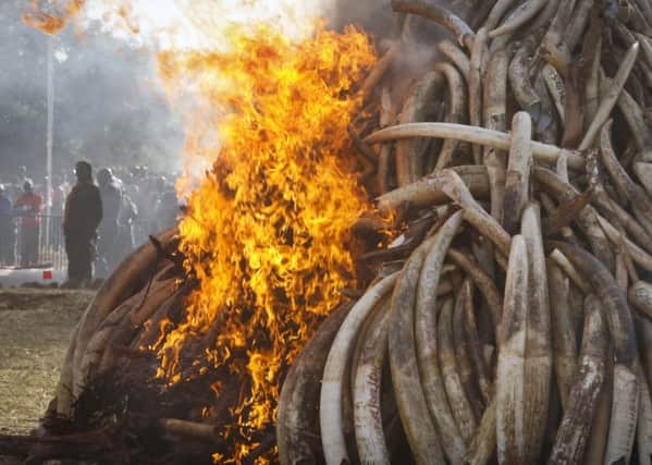 Large stocks of ivory have been destroyed in recent years. Picture: AP