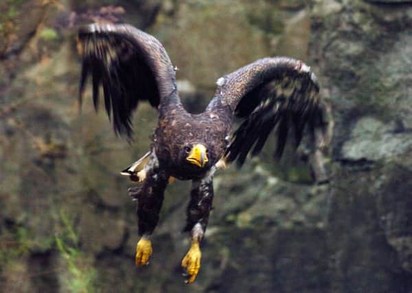 Sea eagles were extinct in the UK for 60 years until imported Norwegian birds were reintroduced on Rum in 1975. Picture: PA