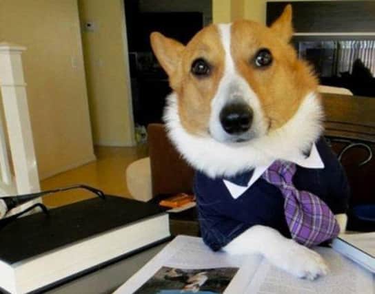 Bring Your Dog to Work Day. Picture: Twitter