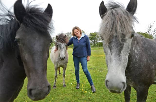 Fiona Misselbrook out in the paddock with three of the threatened breed of Eriskay ponies near Gifford, East Lothian. Picture: Neil Hanna