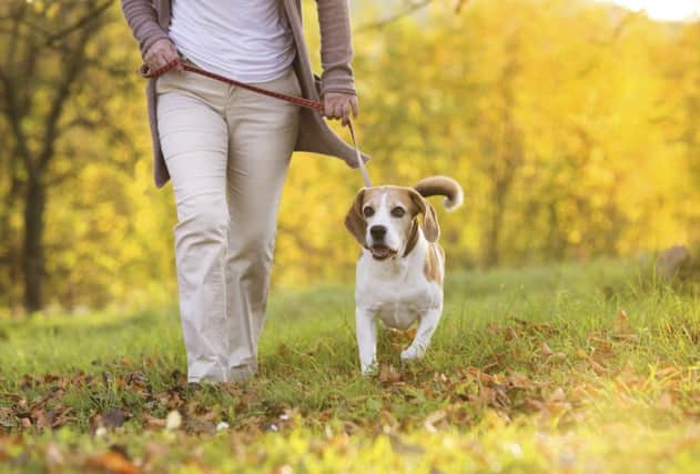 More owners are turning to £1,700 stem cell treatment to tackle symptoms of arthritis in their dogs. Picture: Getty