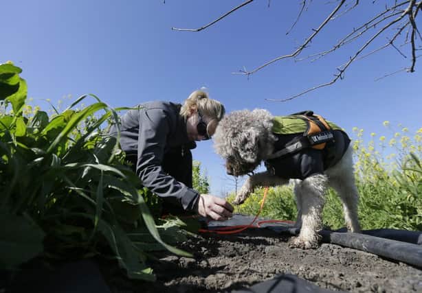 Trainer Alana McGee works with her dog Lolo to search for truffles. Picture: AP