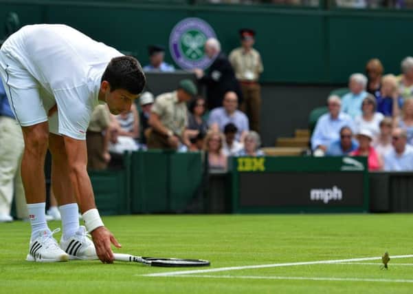 Novak Djokovic watches the birdie as a feathered friend - 'all the way from Belgrade' - arrives  on Centre Court. Picture: AFP