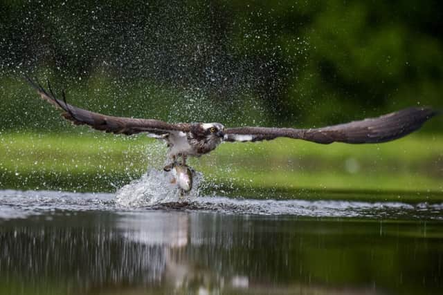 It is believed 10 to 12 ospreys come to the pond to fish for food every morning. Picture: Hemedia