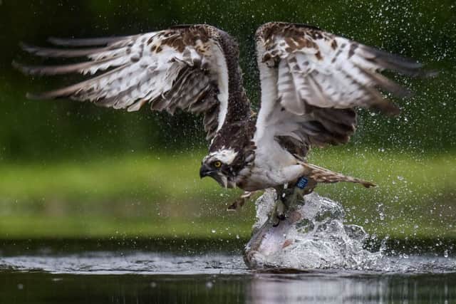 The male birds are coming to pick up rainbow trout to feed their female companions. Picture: Hemedia