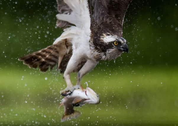 An Osprey at a fishery on the Rothiemurcus Estate in Aviemore, Scotland. Picture: Hemedia