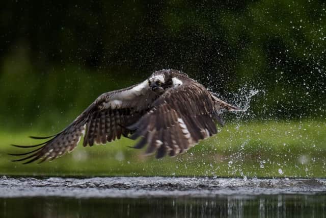 These amazing pictures show a majestic osprey teaching anglers how to fish. Picture: Hemedia