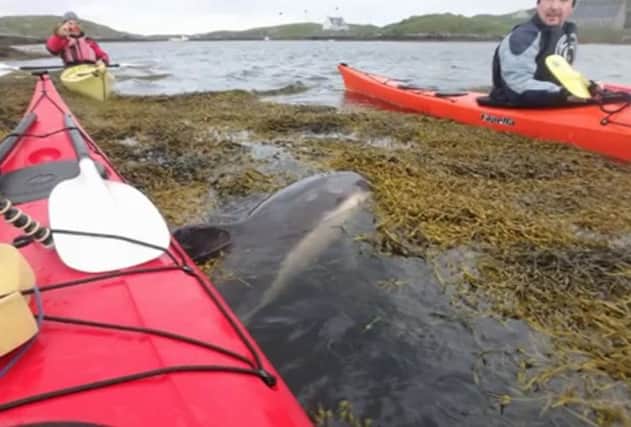 The kayakers helped out the dolphin after it became trapped.