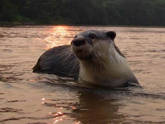 International Otter Survival Fund have carried out a series of workshops across the continent. Picture: Contributed