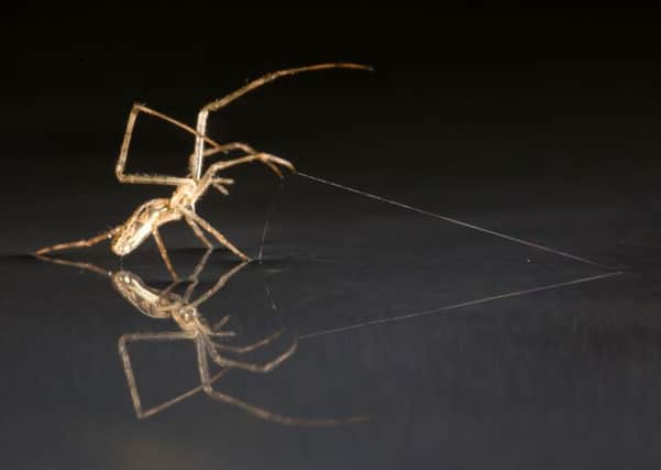 Spiders can travel across water like ships. Picture: PA