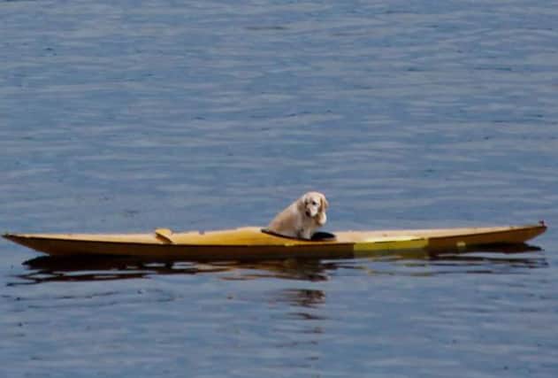 Rosy the retriever looked a bit hangdog as she drfited in the kayak. Picture: Contributed
