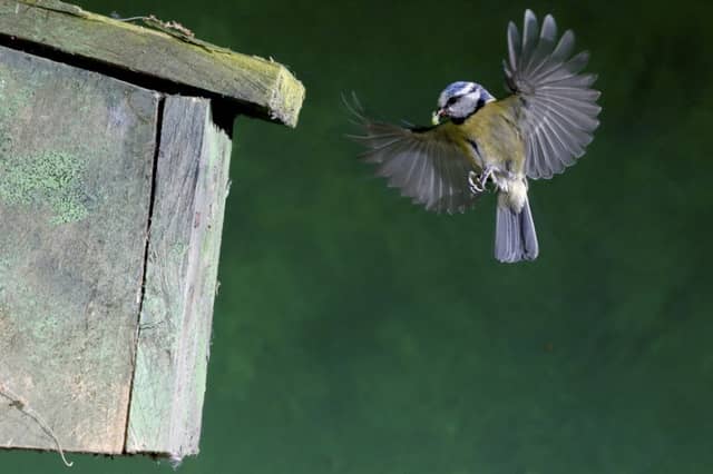 One theory is blue tits move into urban areas in the winter but the numbers involved cause shortages in the summer. Picture: Getty