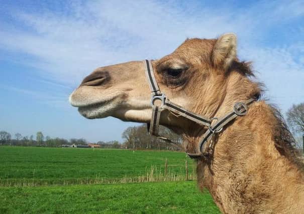 In Europe there are 12,000 cows to every camel