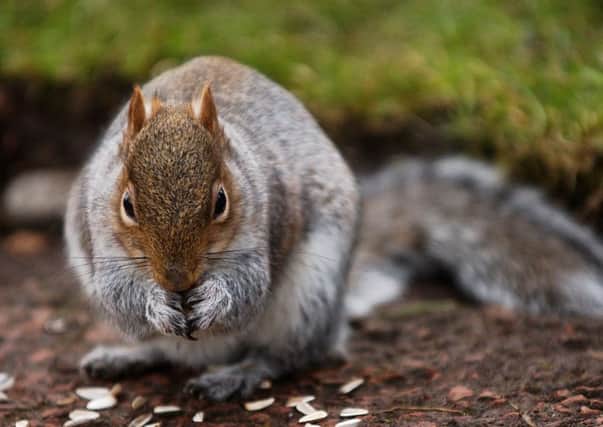 Five grey squirrels were put to the test in an experiment measuring their learning capabilties. Picture: Rob McDougall