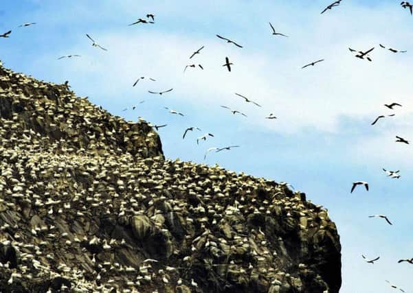 Marine Protected Areas protect threatened species and habitats, such as this colony of sea birds. Picture: PA