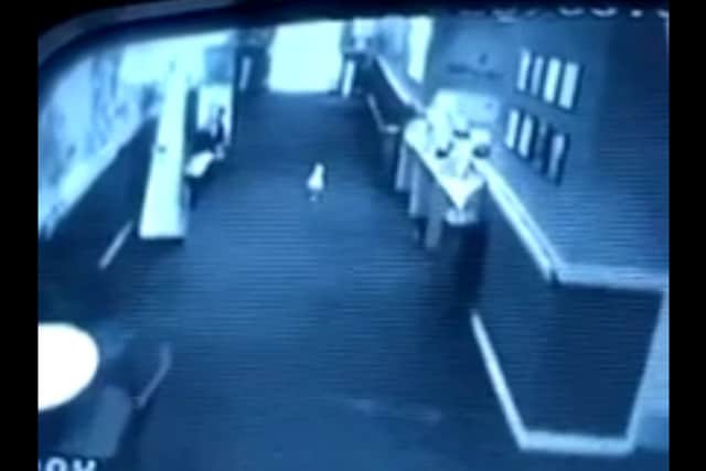 A still from CCTV footage showing a seagull wandering into the Belmont cinema in Aberdeen