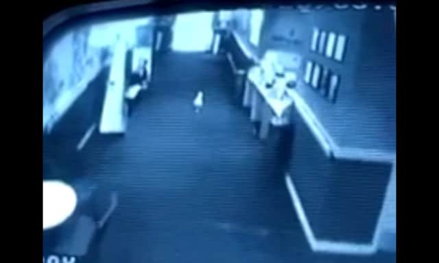 A still from CCTV footage showing a seagull wandering into the Belmont cinema in Aberdeen